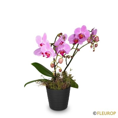 Orchidee rosa «Pink Dream»