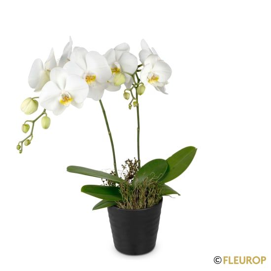 Orchidee weiss«White Dream»