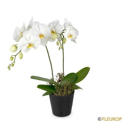 Orchidee weiss«White Dream»