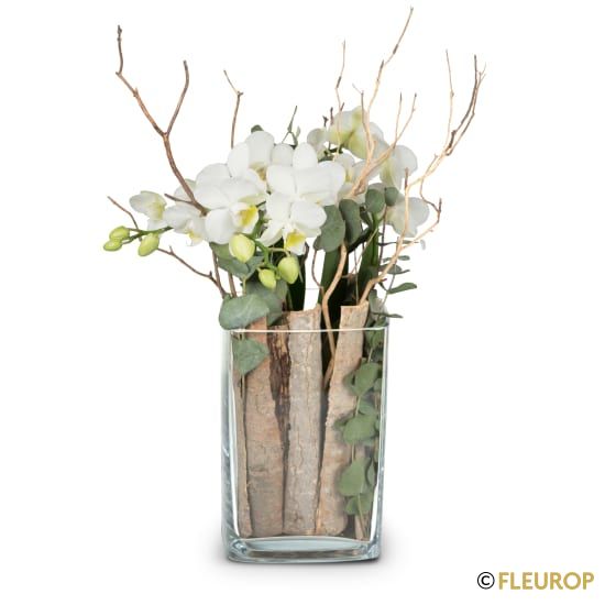 Orchidee weiss «Lifestyle»