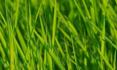 Wheat Grass Pet Kit Coming Soon