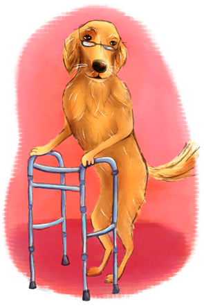 Seminar- Canine Cross Fit