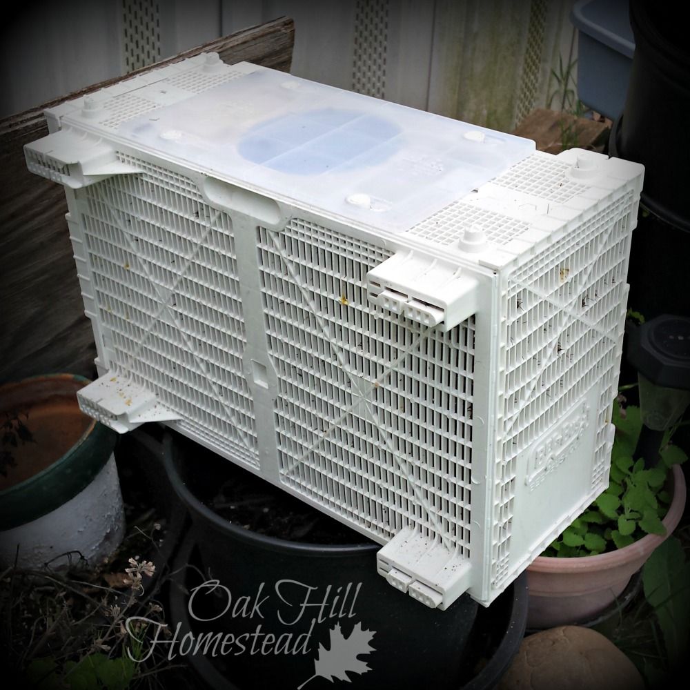 4lb Bee Package April 18th 4lb Bee Package April 18th