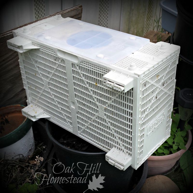 4lb Bee Package April 18th