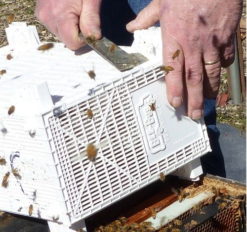 4lb Bee Package May 2nd