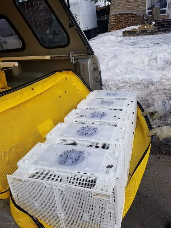 4lb Bee Package APRIL 11TH