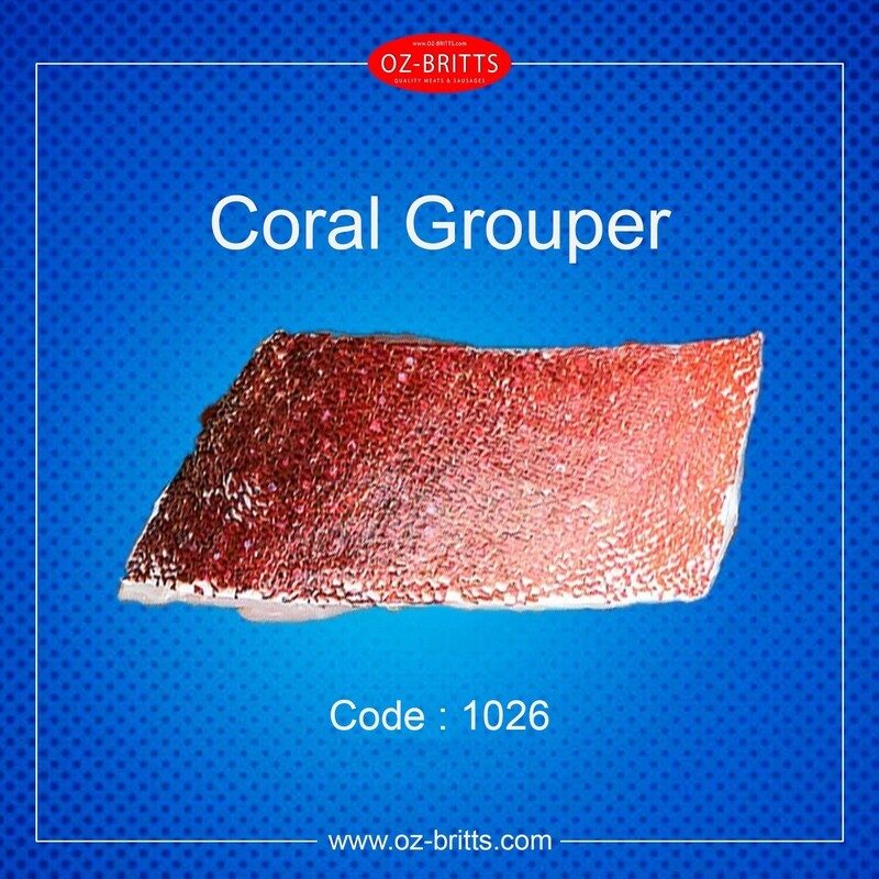 Coral Grouper