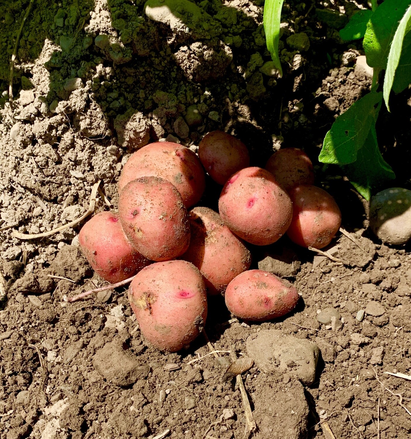 New Potatoes - ”Rose Gold” - 15 Lb
