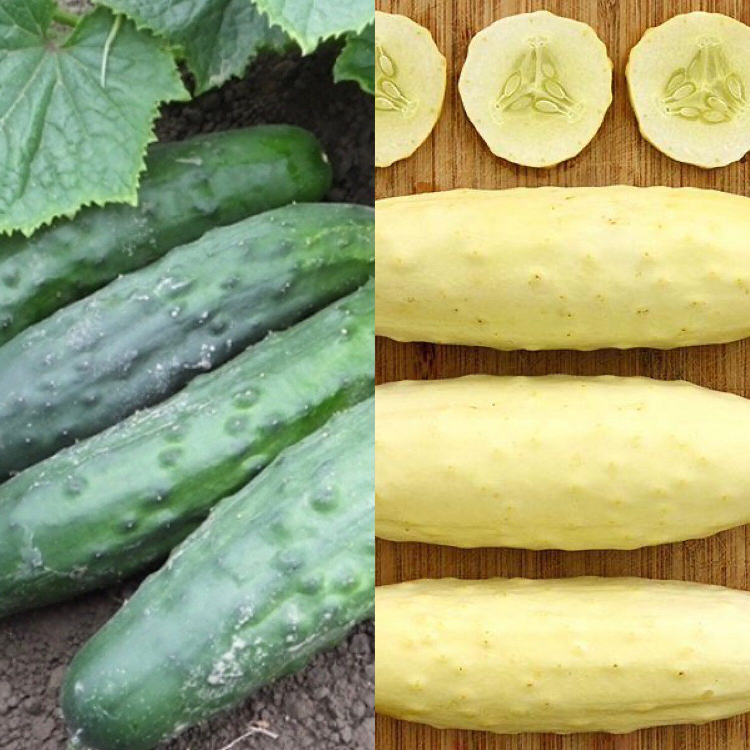 Silver Slicer Cucumber (Certified Organic)