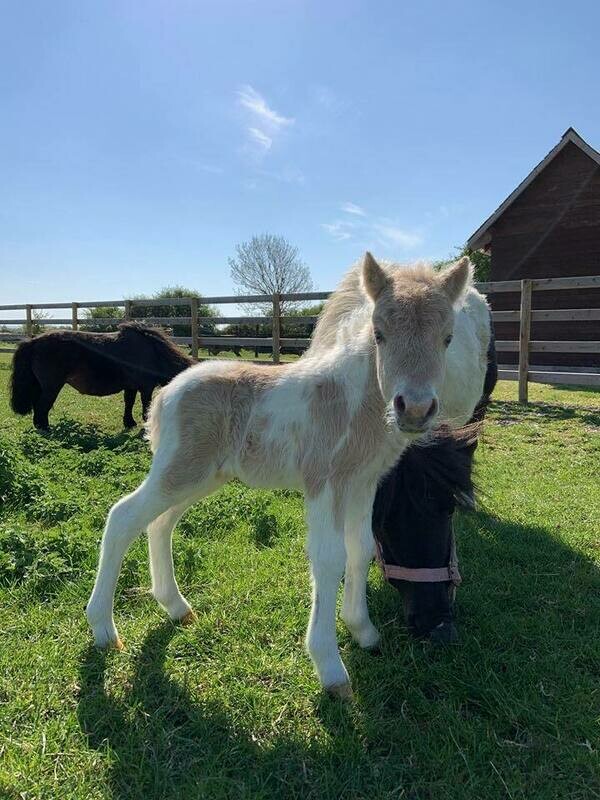 1 CHILD 1 YEAR MEMBERSHIP £80