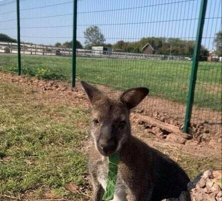 WALLABY Keeper Experience 1hr Up to 2 people