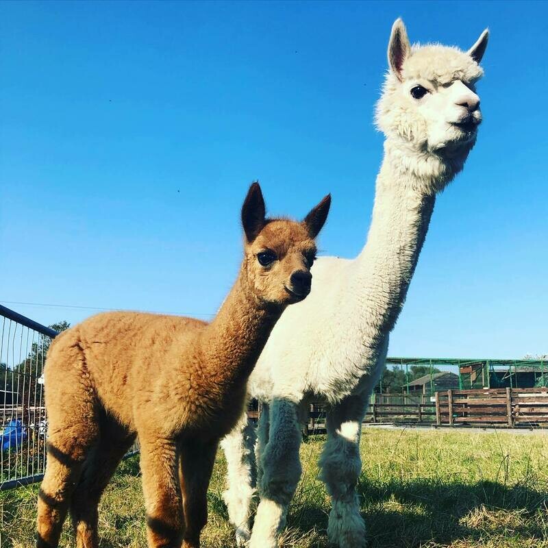 Adopt &amp; a baby Alpaca! £50