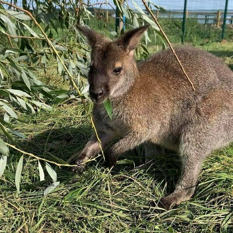 Adopt &amp; name a baby Wallaby! £50