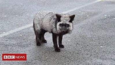 £10 Animal Support Donation