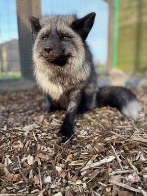 Adopt Luna, rescued black fox £40