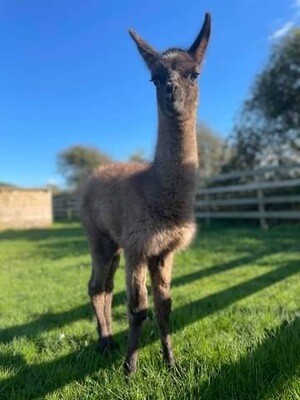 Adopt Prince the baby llama! £40