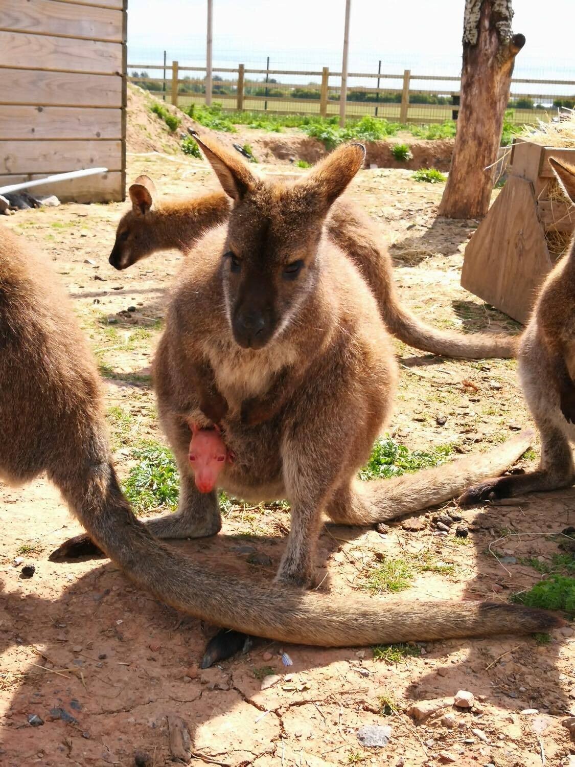 Keeper Experience - Full Day BOGOF
