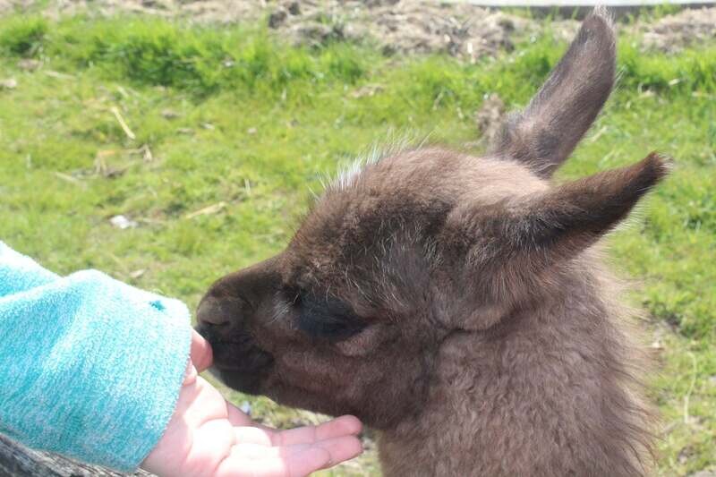 Keeper Experience - Half Day BOGOF