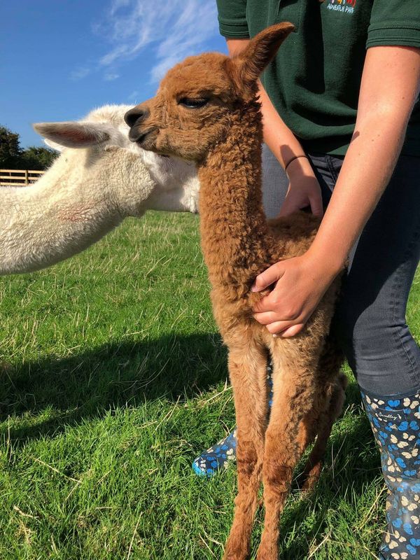 Adopt &amp; Name a Goat! £30