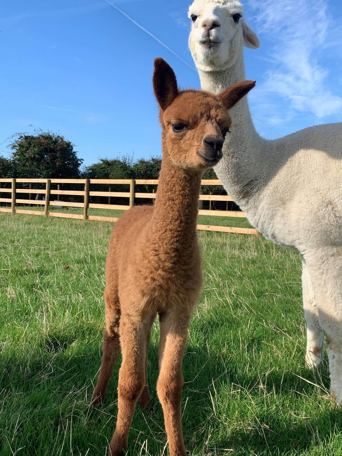 DAY TICKET March 2026