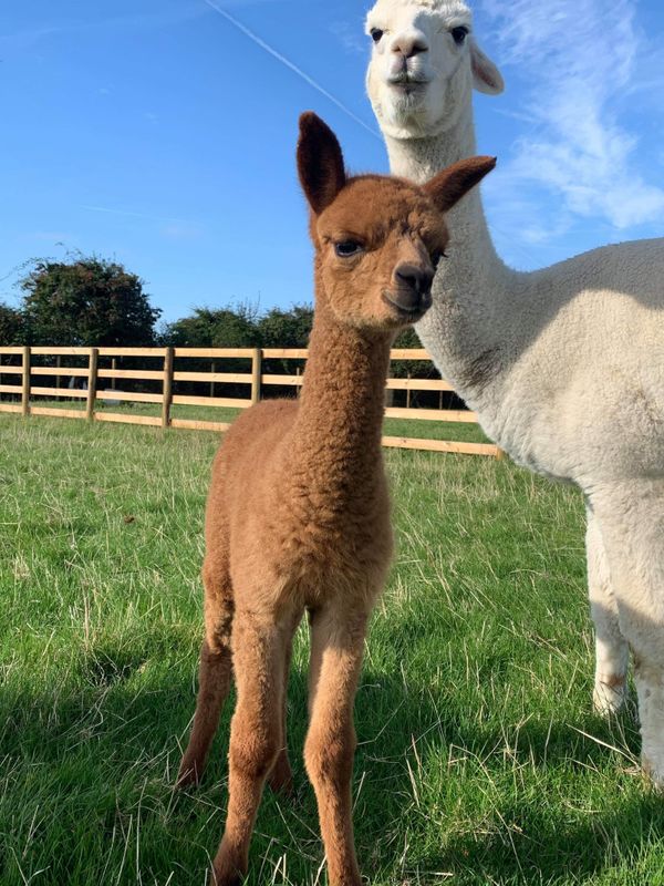 DAY TICKET March 2026