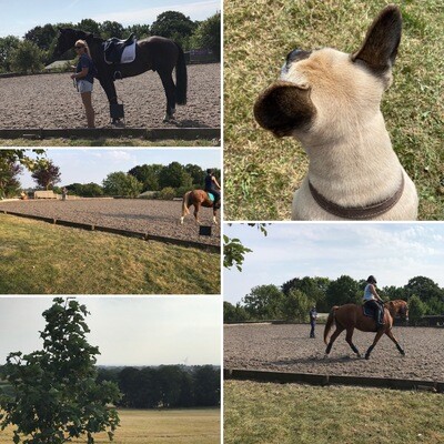 Testt™️ Rider Symmetry Assessment 60 Minutes : October 26th 2020 : Hosted By Gill Liggins At Thurcroft Hall S251XZ ( Please Ensure That You Are On Gill’s List Before Payment As Clinic May Be Full) Testt™️ Rider Symmetry Assessment 60 Minutes : October 26th 2020 : Hosted By Gill Liggins At Thurcroft Hall S251XZ ( Please Ensure That You Are On Gill’s List Before Payment As Clinic May Be Full)