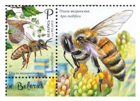 Белоруссия. Пчеловодство. Пчела медоносная. Марка с купоном