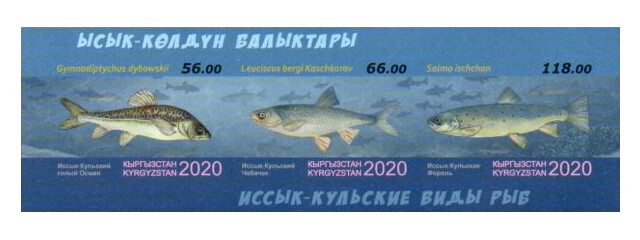 Киргизия. Фауна. Иссык-Кульские виды рыб: голый осман, чебачок и форель. Почтовый блок из 3 беззубцовых марок