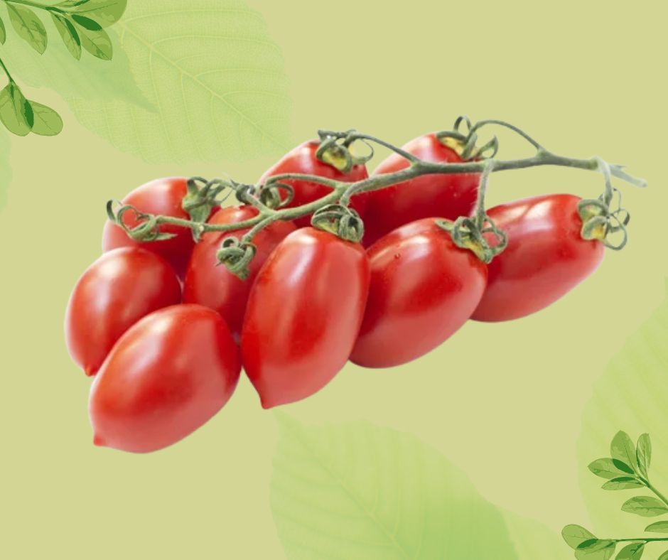 POMODORO PICCADILLY