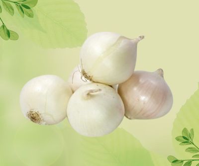 CIPOLLA BIANCA