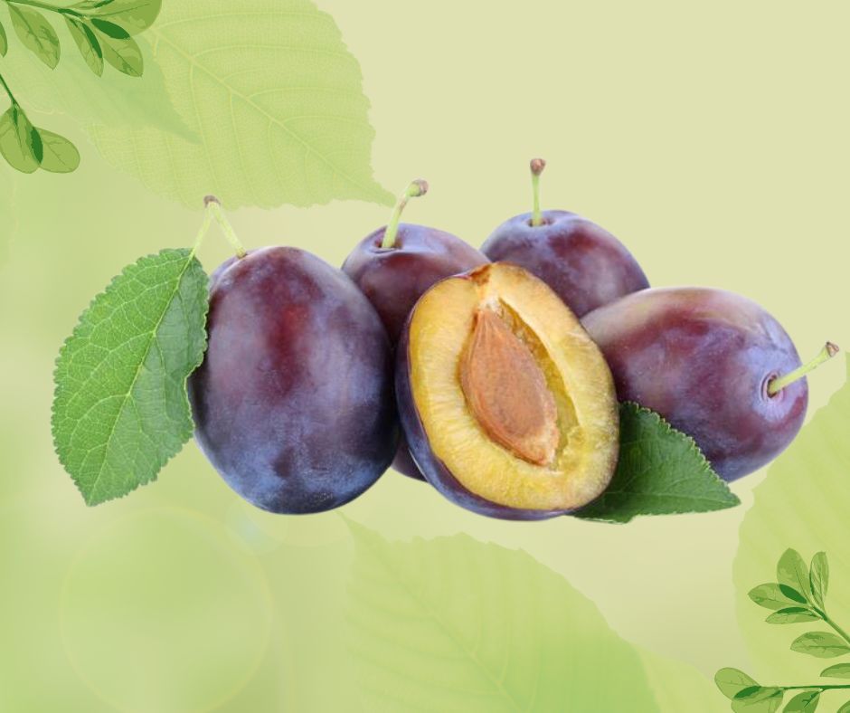 SUSINE NERE SETTEMBRINE CAT. II PROV. ITA