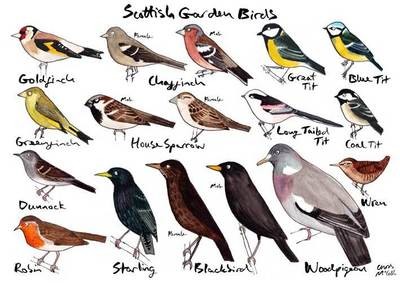 Scottish Garden Birds Print/Greetings Card