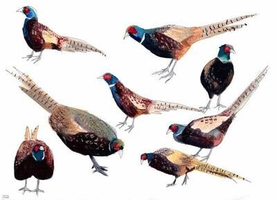 Pheasants Original watercolour