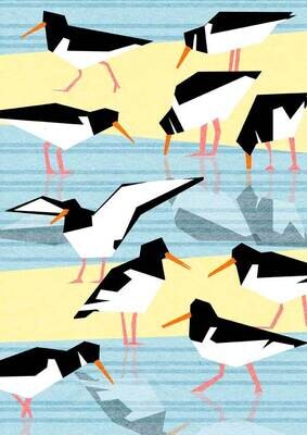 Oystercatchers Print/Greetings Card