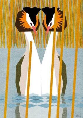 Great Crested Grebes Print