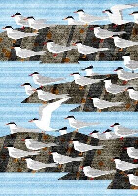 Terns Print/Greetings Card