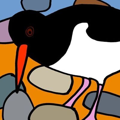 Oystercatcher Print/Greetings Card