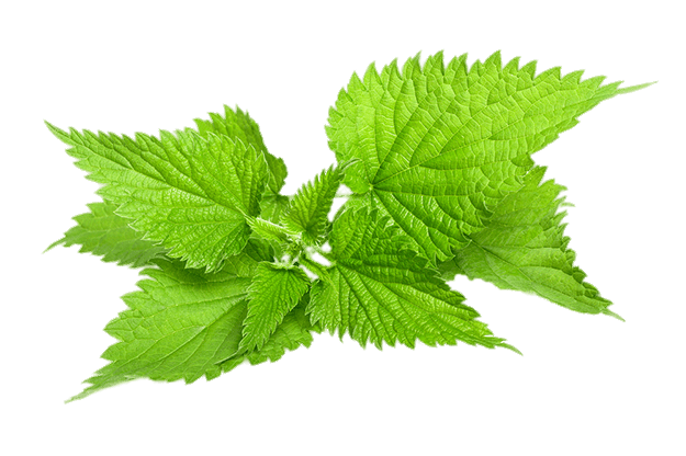 From Idea to Eco-Product: The Story Behind Our Nettle Towel Launch