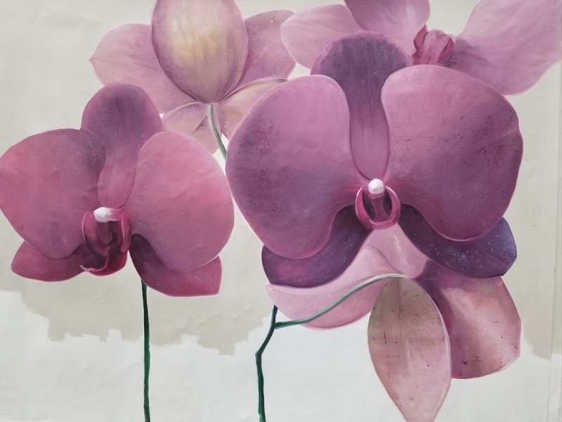 Orchids