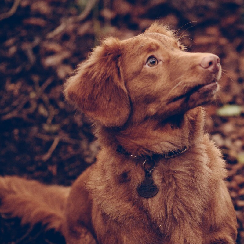 Animal Psychic Reading