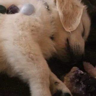 Remote Animal Reiki