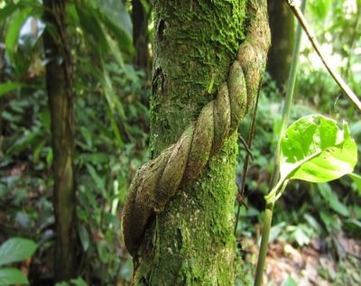Banisteropsis caapi