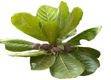 Folhas de amendoeira