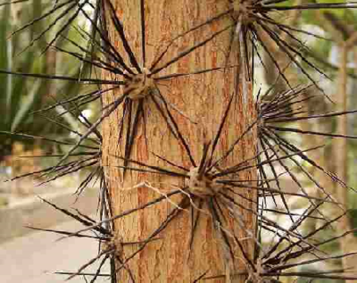 15 mudas de Pereskya grandifolia