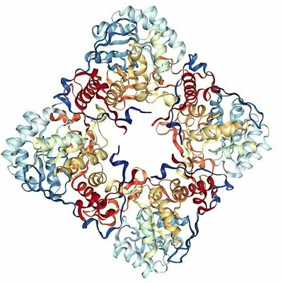 Recombinant Human GMPR2 protein (aa 10-341), His-tagged