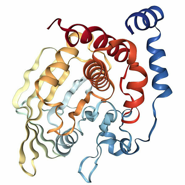 Recombinant Human PTP1B protein (aa 2-298), His-tagged