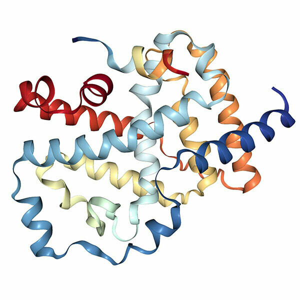 Recombinant Human RORG protein (258-518), Tag free Recombinant Human RORG protein (258-518), Tag free