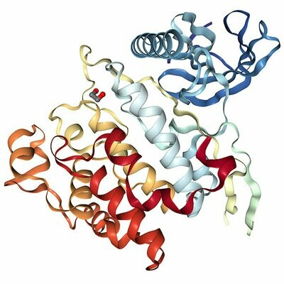 Recombinant Human CLK3 protein (275-632), His-tagged