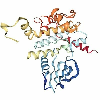 Recombinant Human STK10 protein (18-317), His-tagged