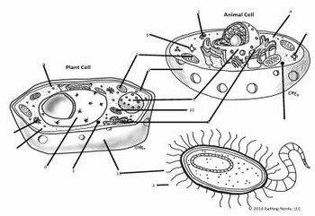 Plant, Animal, & Bacteria Cells Comparison - Organelle Structure & Function  - Distance Learning + Digital Lesson